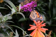 23rd Aug 2020 - Butterfly bush with Butterfly