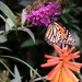 Butterfly bush with Butterfly by sandlily