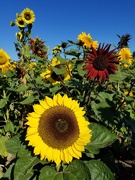 24th Aug 2020 - Sunflowers!