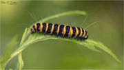 24th Aug 2020 - Cinnabar Moth Caterpillar