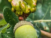 24th Aug 2020 - Knopper Gall