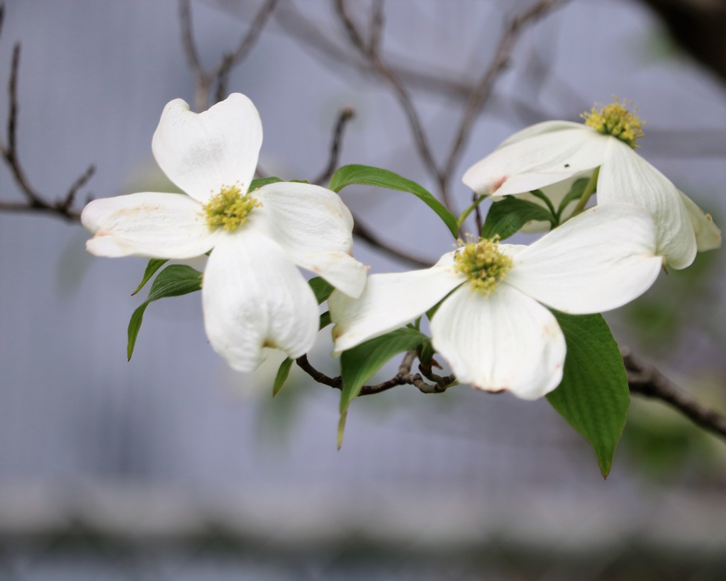 May 3: Dogwood by daisymiller