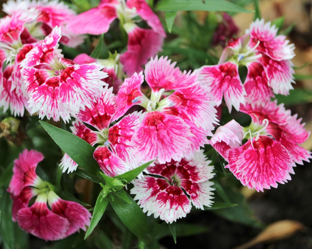 May 5: Dianthus by daisymiller