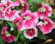 5th May 2020 - May 5: Dianthus