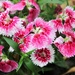 May 5: Dianthus by daisymiller