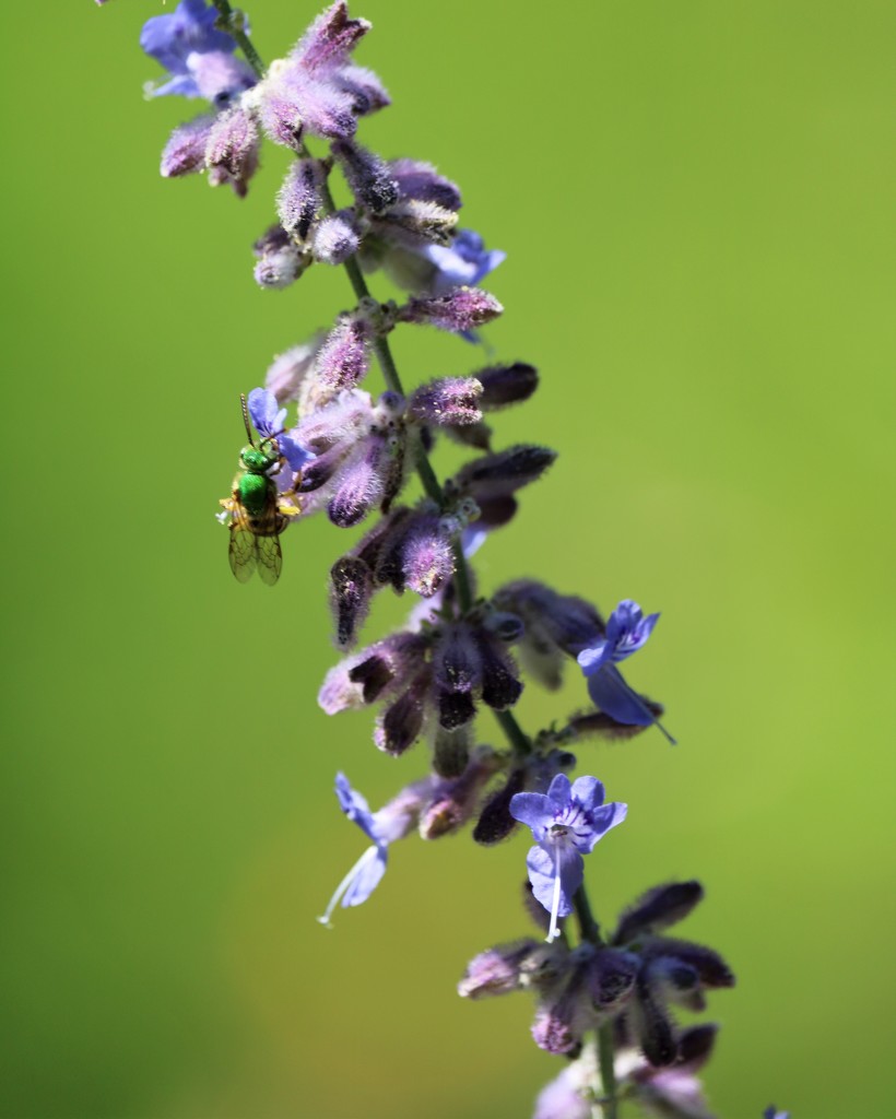 August 24: Russian Sage and Bee by daisymiller
