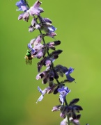 24th Aug 2020 - August 24: Russian Sage and Bee