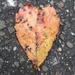 Heart Leaf by julie