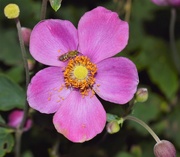 24th Aug 2020 - Windflower (Anemone) and bug