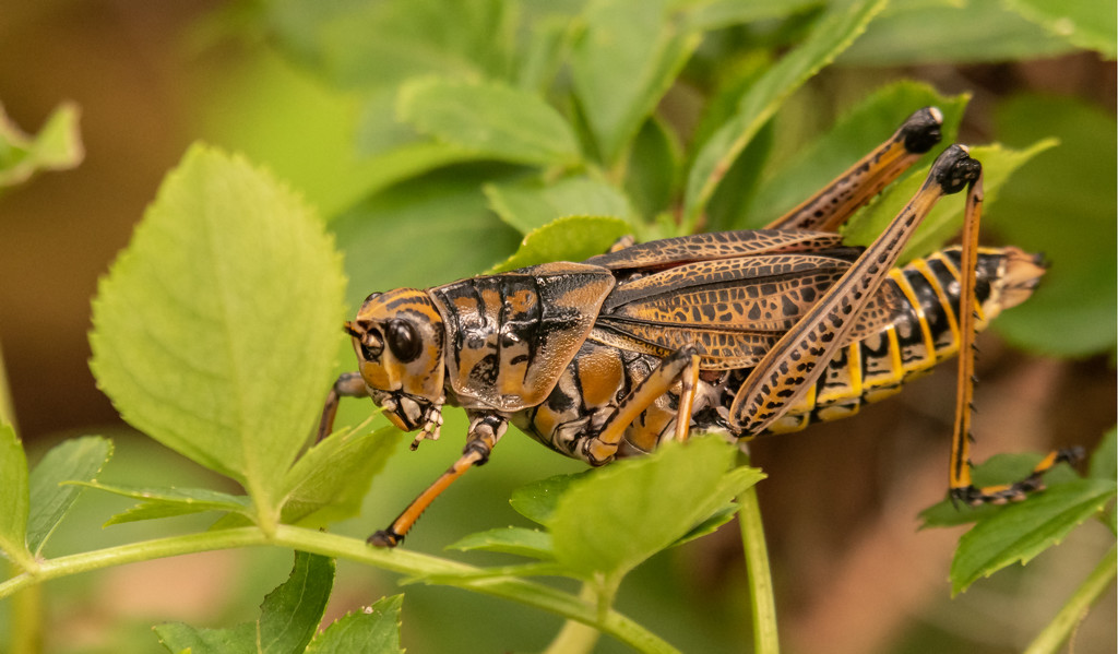 Eastern Lubber Grasshopper! by rickster549