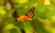 24th Aug 2020 - Monarch Butterflys are Still Around!