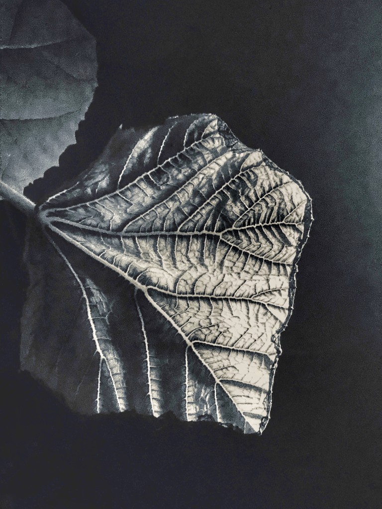 Leaf-nighttime by amyk