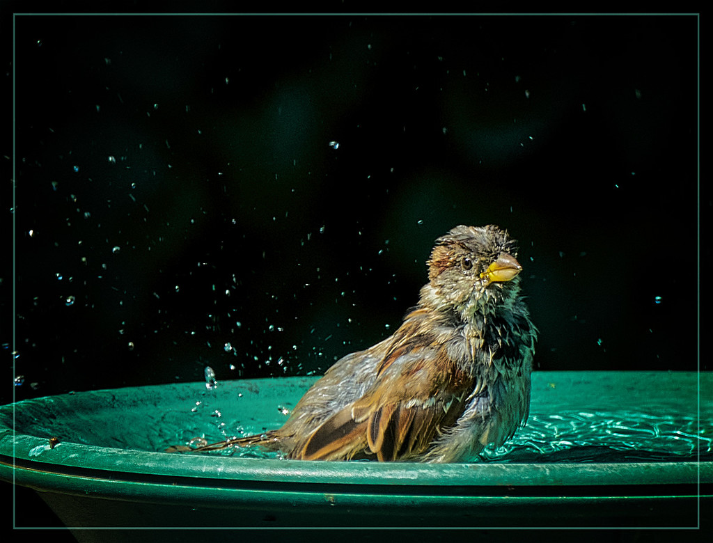 Splash! by gardencat