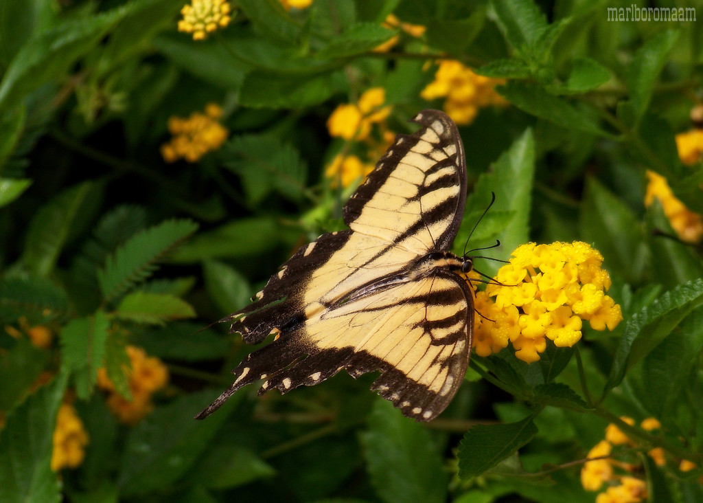 Eastern Tiger Swallowtail - Male by marlboromaam