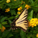 Eastern Tiger Swallowtail - Male by marlboromaam