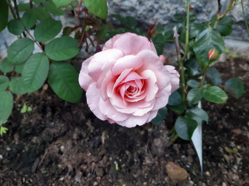 First bloom  by sarah19