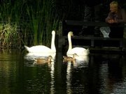 11th Aug 2020 - Swans  with Friends