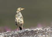 25th Aug 2020 - Meadow Pipit 