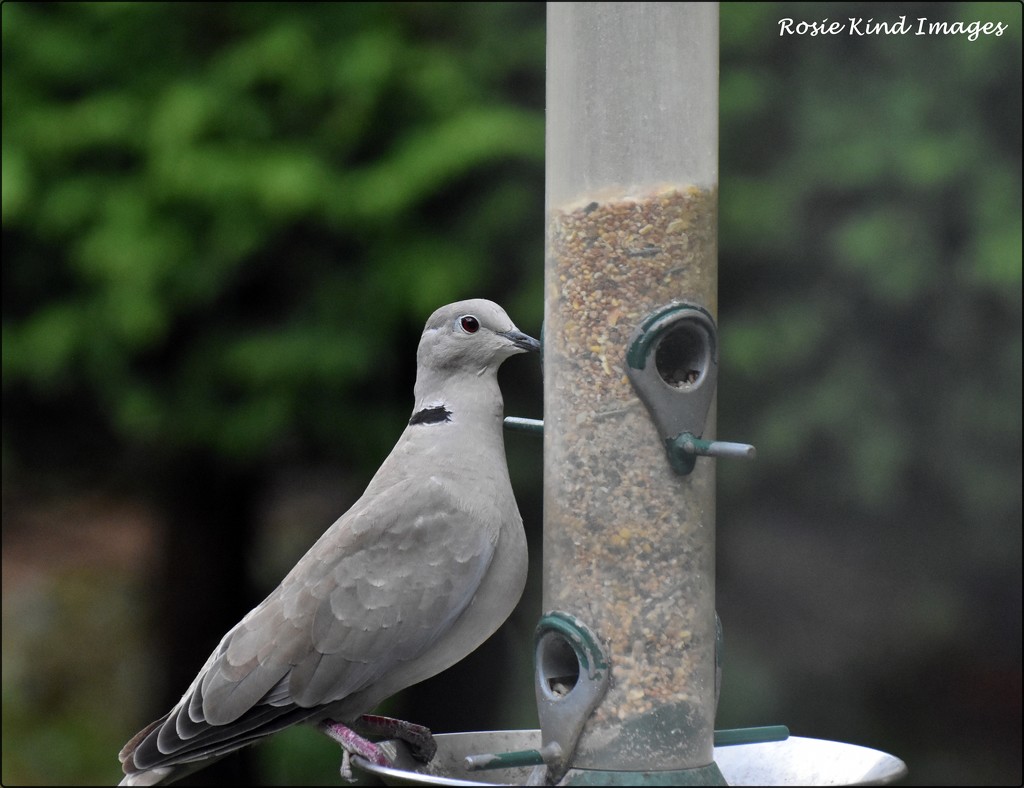 Collared dove by rosiekind