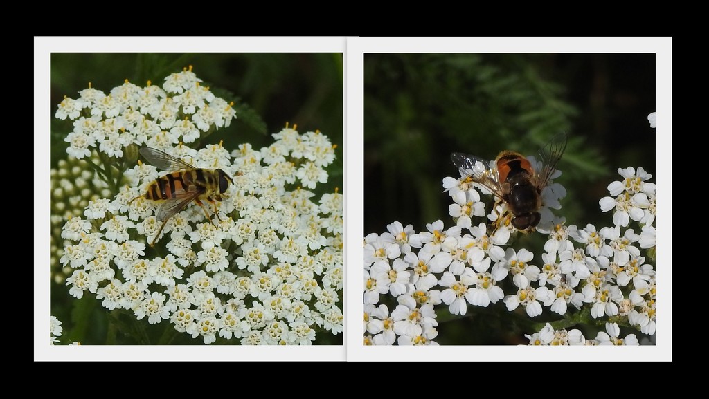 Bees on Yarrow by oldjosh
