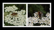 17th Aug 2020 - Bees on Yarrow