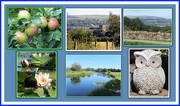 25th Aug 2020 - Apples, Owl, Waterlily and scenery.