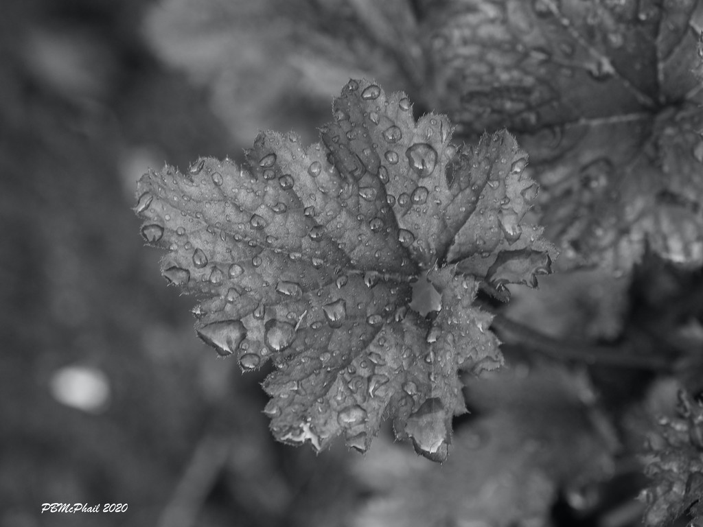 Drops on a Leaf by selkie
