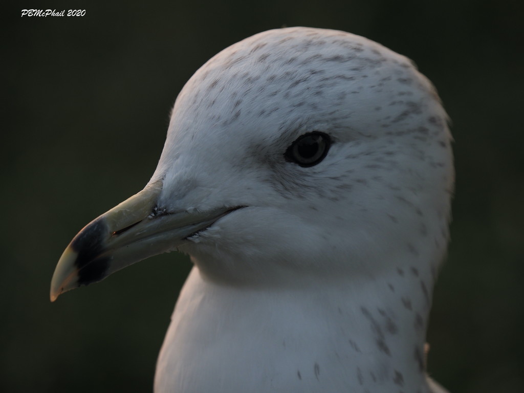 Young Gull by selkie