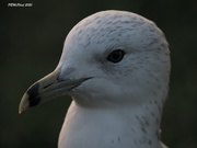 25th Aug 2020 - Young Gull