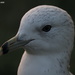 Young Gull by selkie