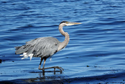 25th Aug 2020 - Great Blue Heron