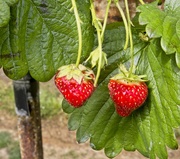 25th Aug 2020 - Picking Strawberries