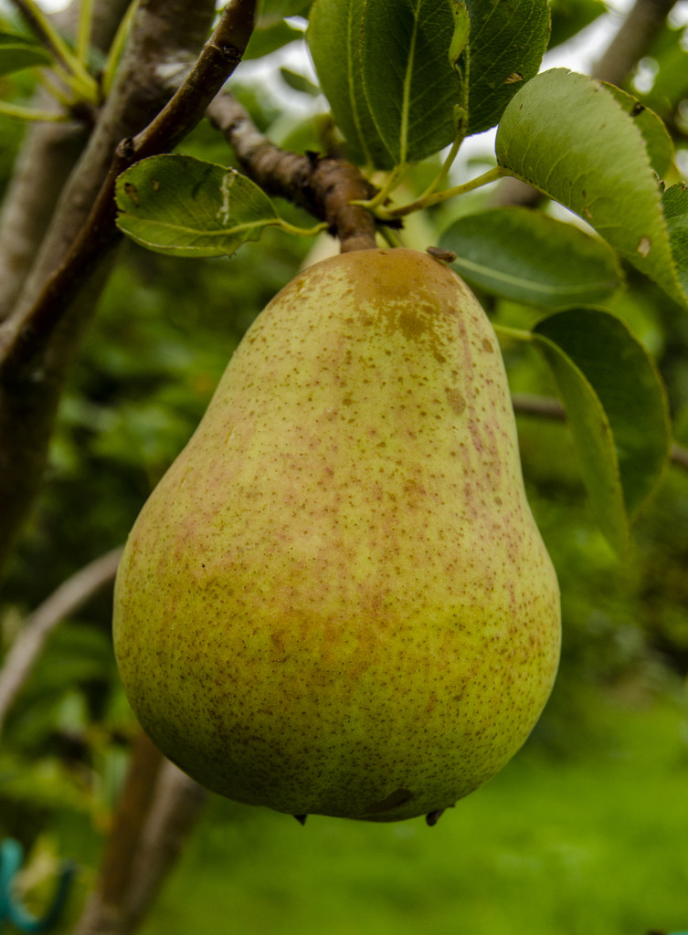 The pears are ready by clivee
