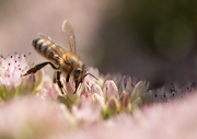 24th Aug 2020 - In the pink