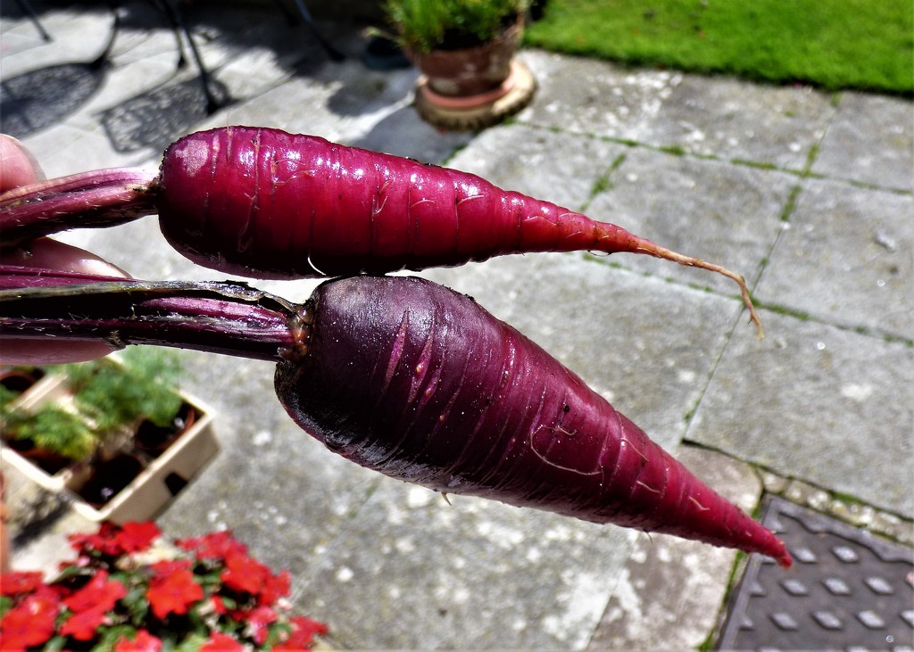 Purple carrots  by beryl