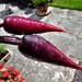 Purple carrots  by beryl