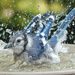 Blue Jay Bathing by annepann