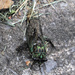 Is A Cicada, Isn't It? by linnypinny