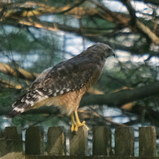 25th Aug 2020 - Red Shouldered Hawk