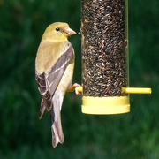 25th Aug 2020 - American Goldfinch