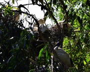 26th Aug 2020 - More Nesting Ibis ~ 