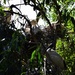 More Nesting Ibis ~  by happysnaps