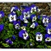  Pretty Blue Pansies ~             by happysnaps