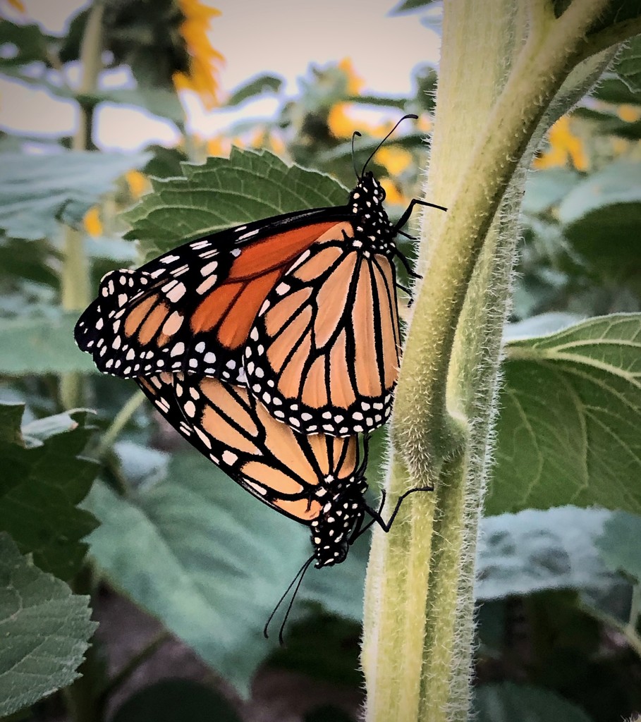 mating monarchs by aecasey