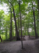 25th Aug 2020 - Shady trees, clean fresh air, nice for hiking.