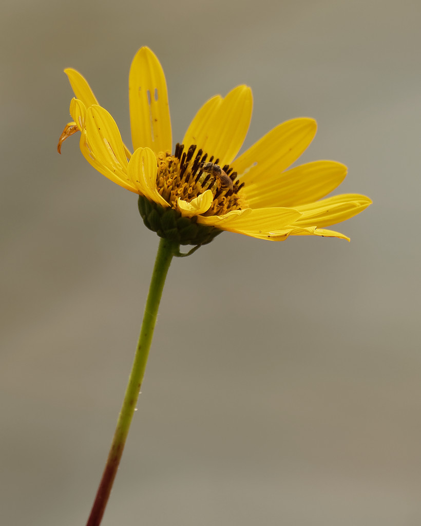slender sunflower by rminer