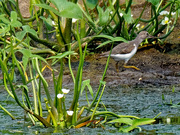 25th Aug 2020 - spotted sandpiper