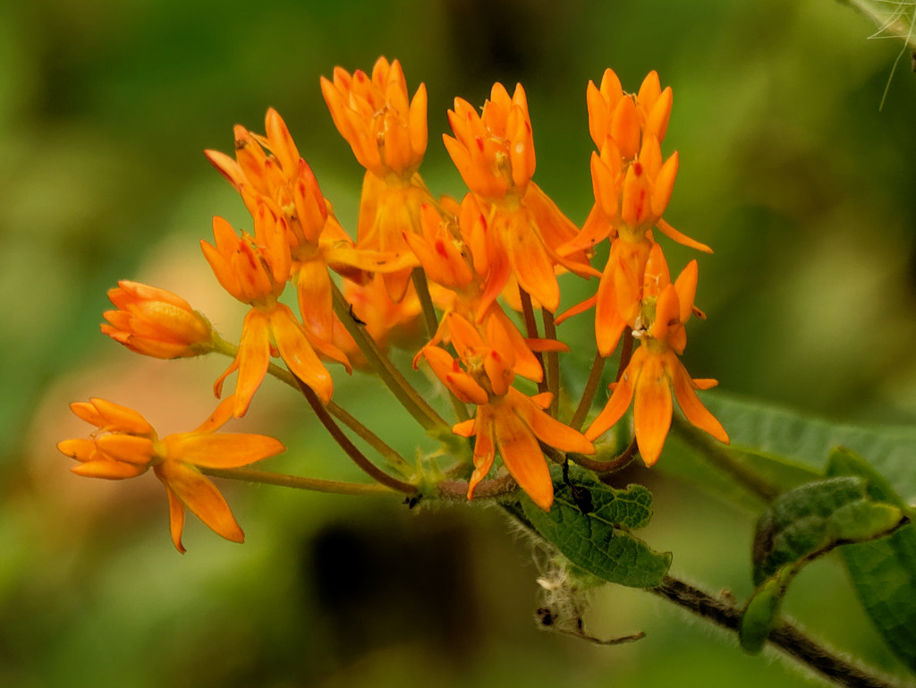 butterfly milkweed by rminer