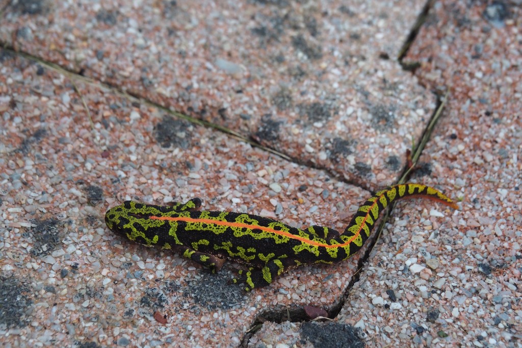 Triturus Marmoratus...aka Salamander! by s4sayer