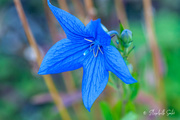 25th Aug 2020 - Blue flower